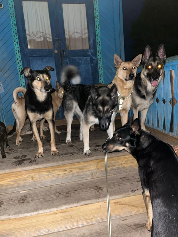 Pet owner documents quiet evening at home in Nizhny Tagil
