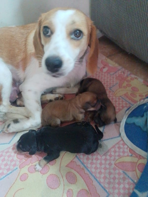 Beagle gives birth to four puppies in Caracas
