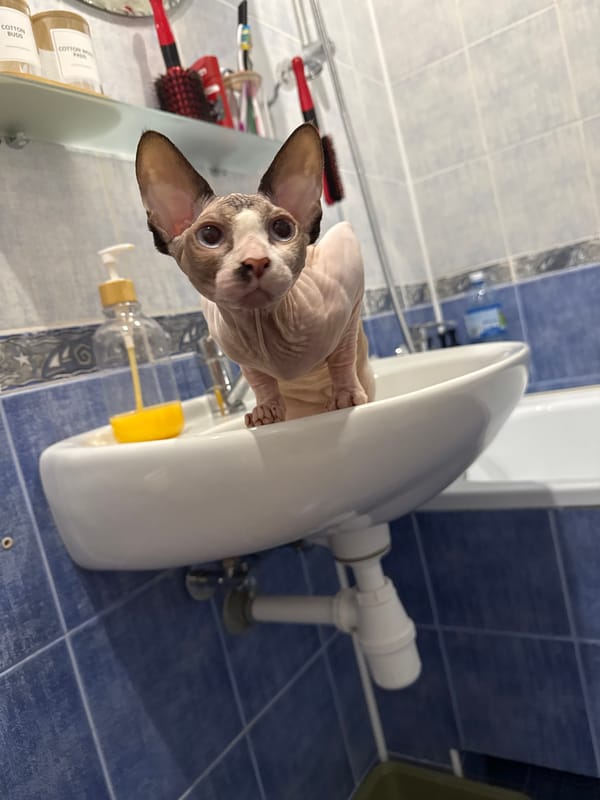 Sphynx cat bathroom exploration session