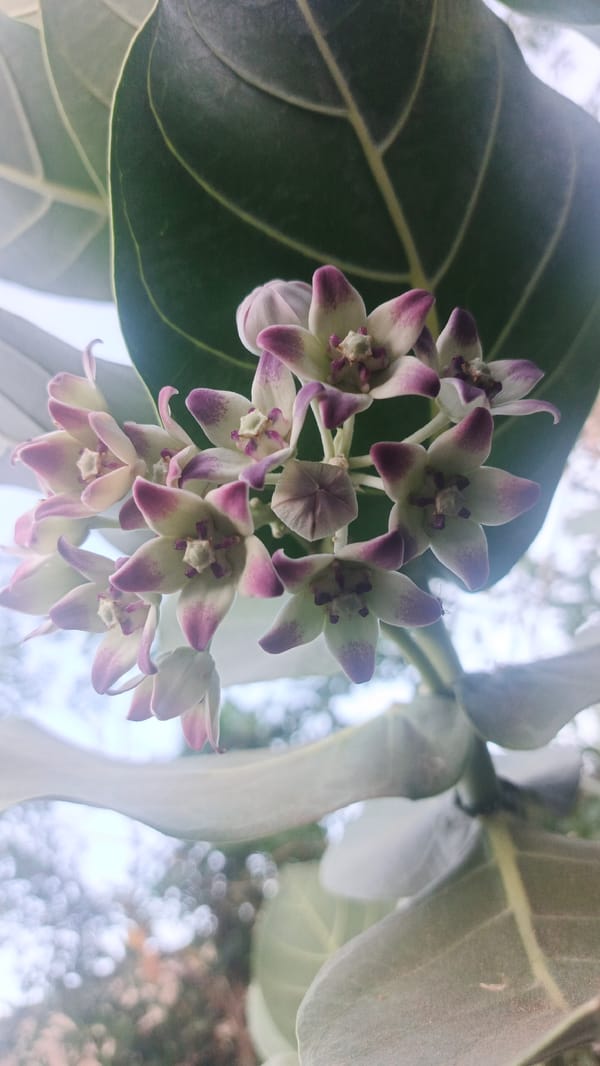 Rural life documented in La Tagua: flowers and foraging chickens