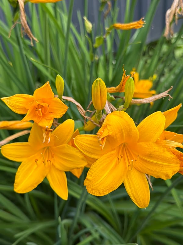 Nature walk documents diverse woodland flora and fauna