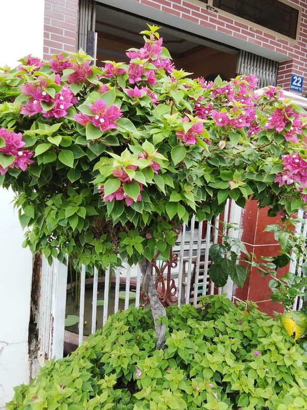 Sidewalk plants, pigeons, and street life in Phan Thiết
