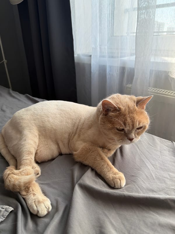 Morning cat videos and chocolate unwrapping documented in Tyumen