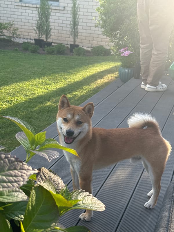 Evening domestic life captured in Carnikava with Shiba Inu