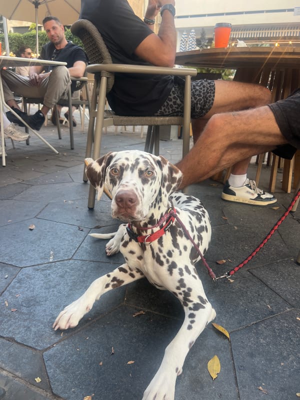 Dalmatian dog spotted resting at Tel-Aviv outdoor cafe