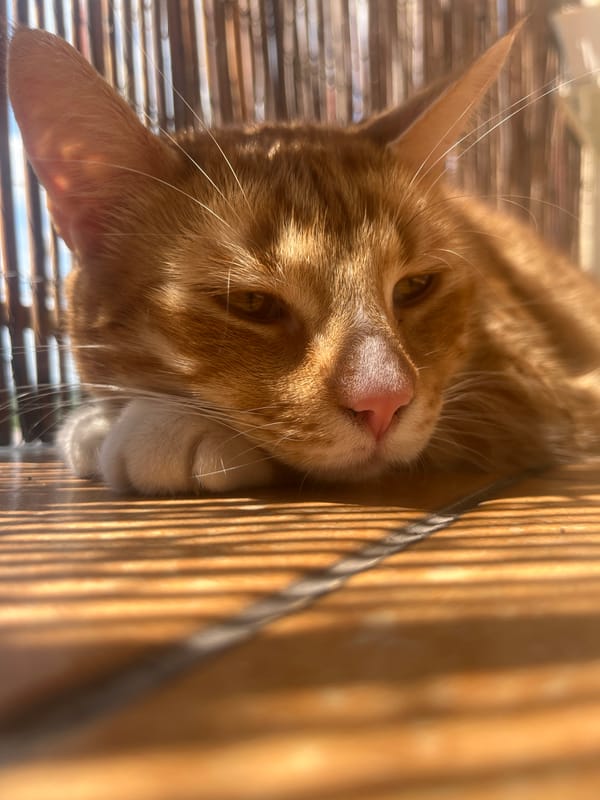 Orange tabby cat's lazy morning in a Zabrze home