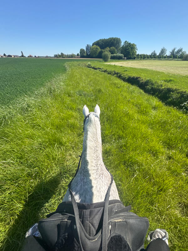 Morning horseback riding session documented in rural Belgium