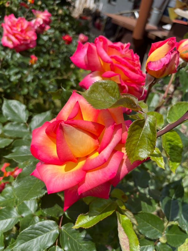 Garden roses bloom in vibrant multi-colored display