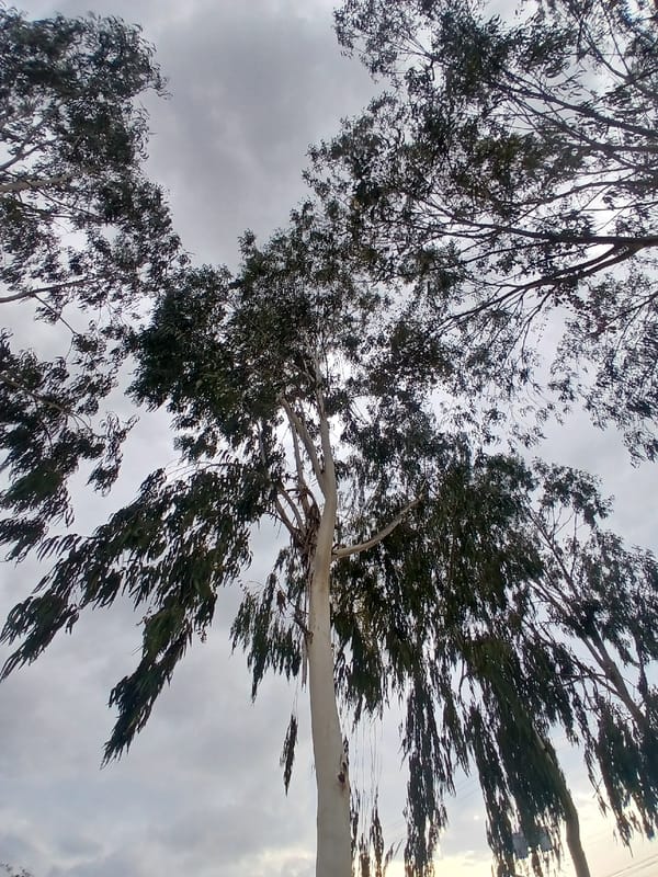 Evening urban moments captured in Ciudad Guayana, Venezuela