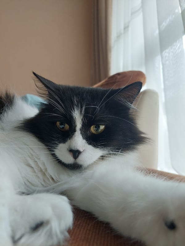 Woman poses in car, cat relaxes indoors in Plovdiv