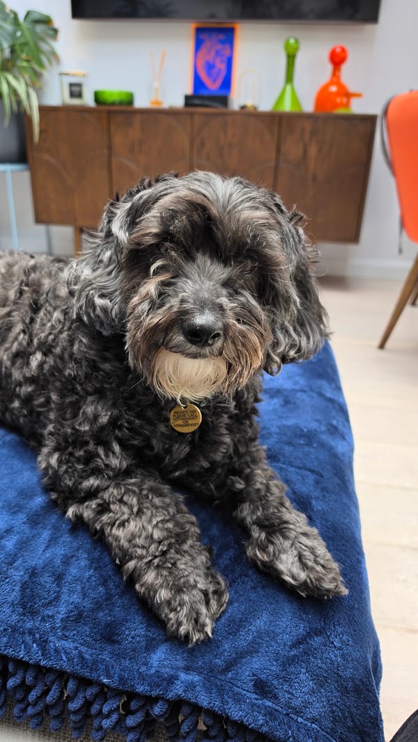 London resident documents quiet morning with pet and child