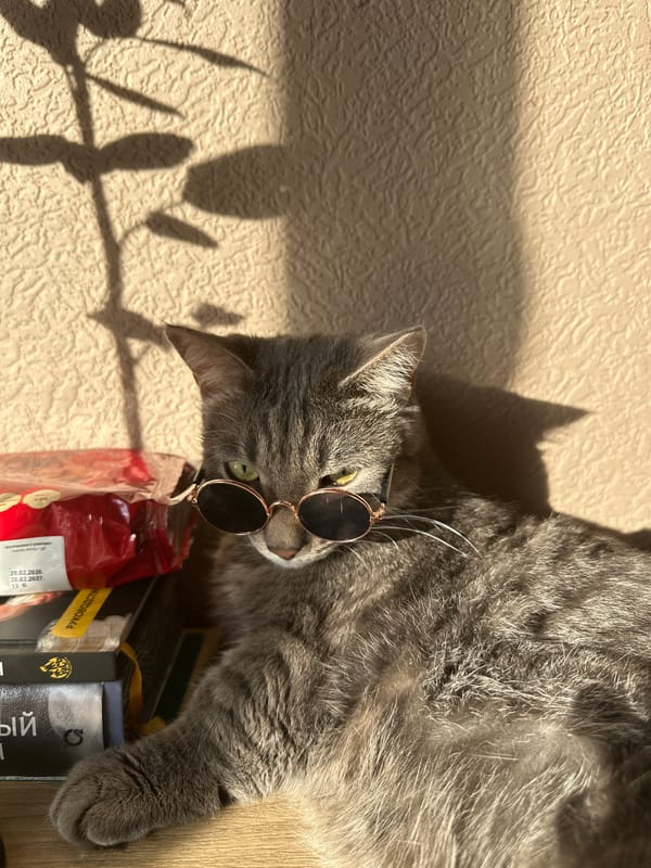 Cat in sunglasses poses with books in Krasnoyarsk