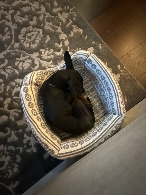 Black dachshund napping in a patterned dog bed, Tallinn