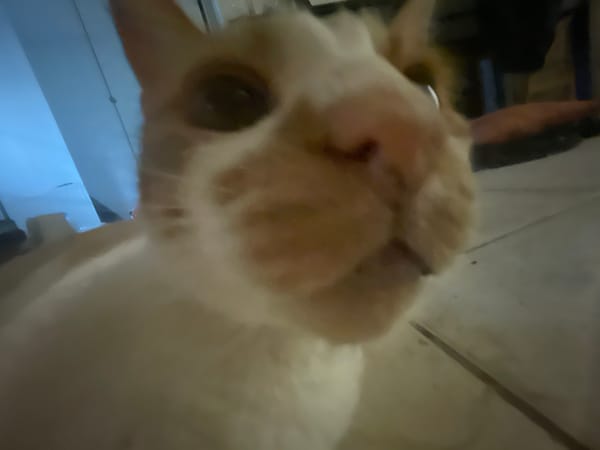 Chill morning with a ginger cat and egg toast in Greece