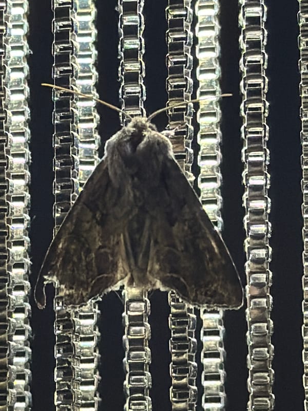 Moth spotted on metal surfaces in Markovo, Russia