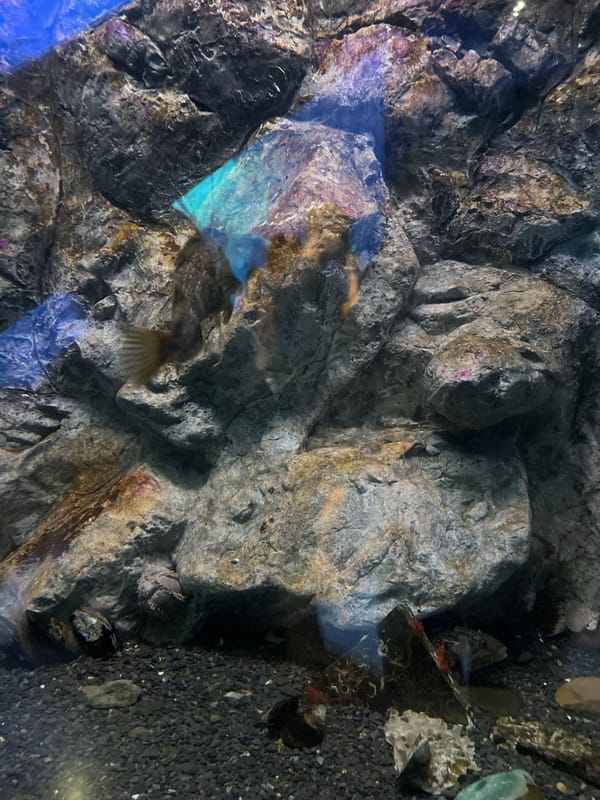 Inside the tanks at Primorsky Aquarium, Vladivostok