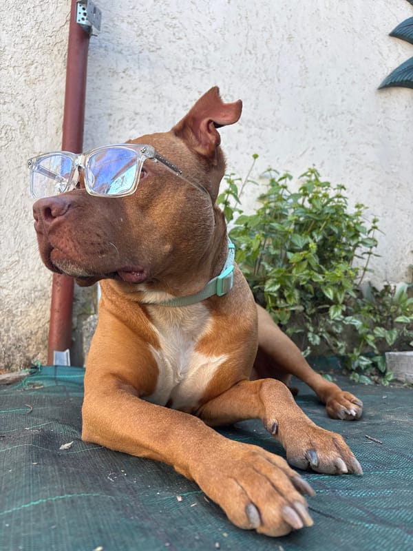 Glasses-wearing pitbull photographed in multiple poses in Bulgaria