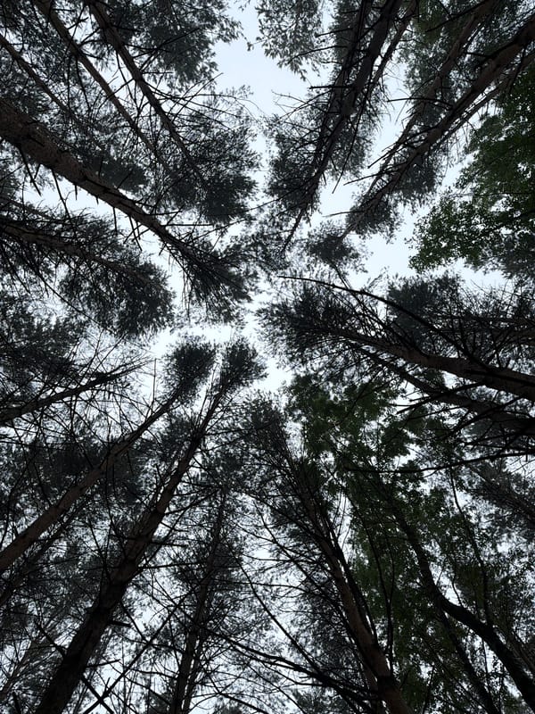 Foggy morning walk documented through Chaikovsky, Russia streets and forests