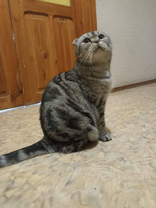 Scottish Fold cat at home, Novosibirsk skyline in the background
