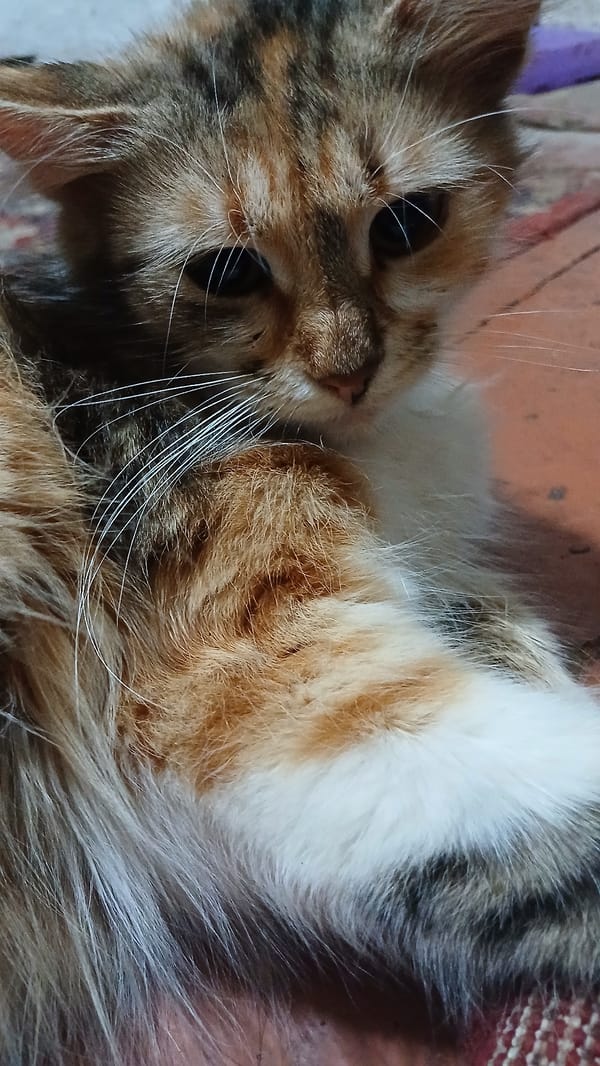 Sleepy calico kitten in close-up, whiskers on full display