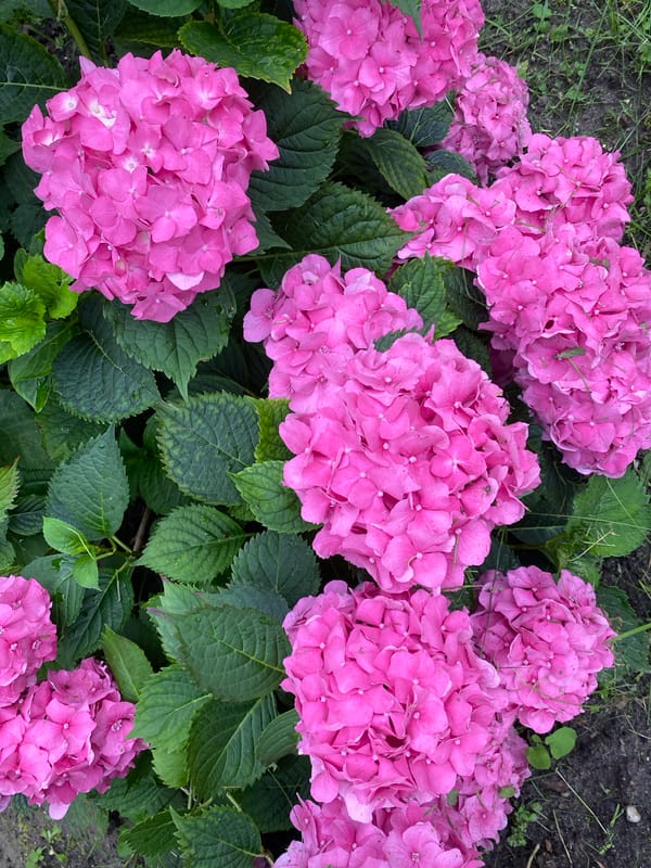 Pink hydrangeas and white lilies blooming in a Kaliningrad garden