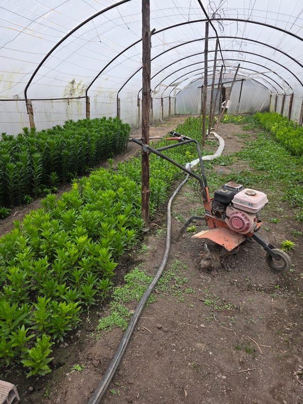 Spring farming operations underway at Bulgarian greenhouse facility