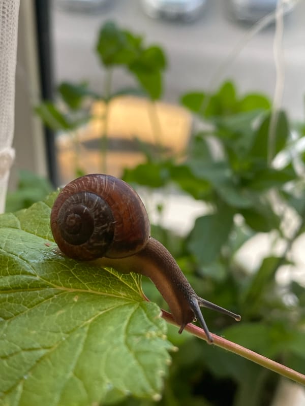 Snails, stormy skies, and small wonders in Peterhof