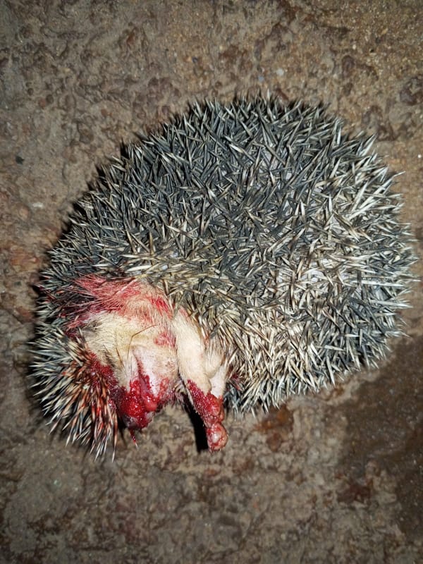Injured hedgehog found on concrete surface