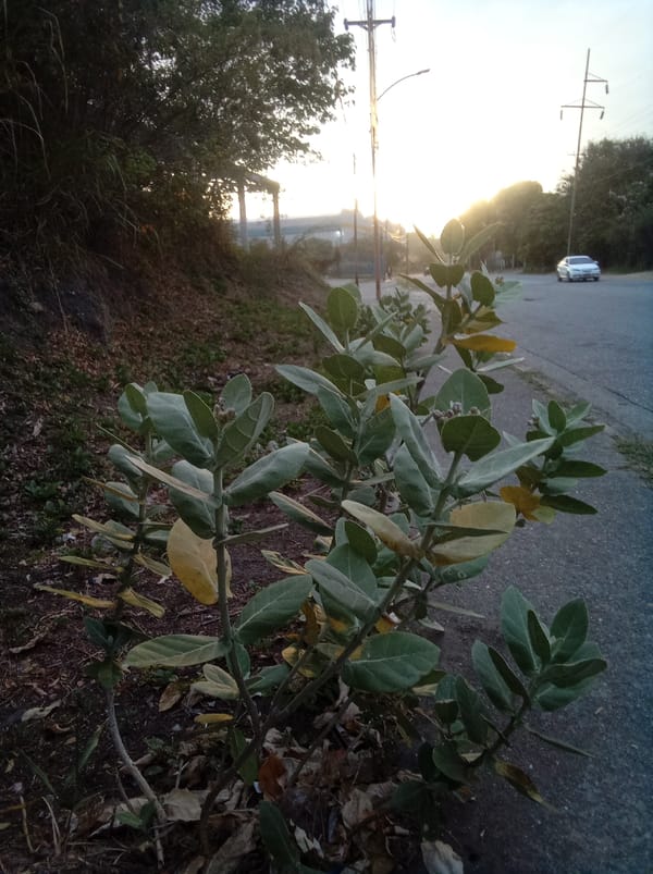 Roadside plant life documented in Guatire, Venezuela