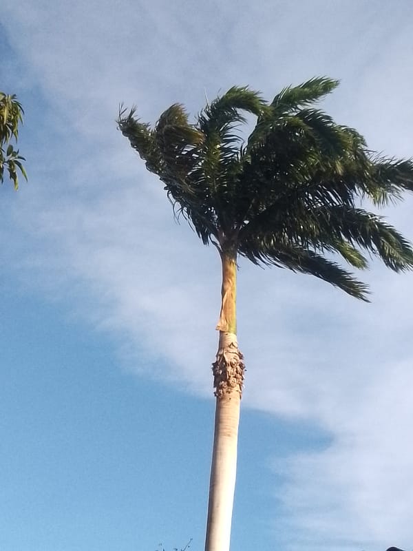Witness documents tropical tree canopies in Juan Griego, Venezuela