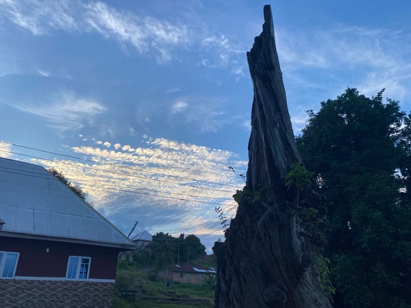 Dead tree with new growth documented in Unwana, Nigeria