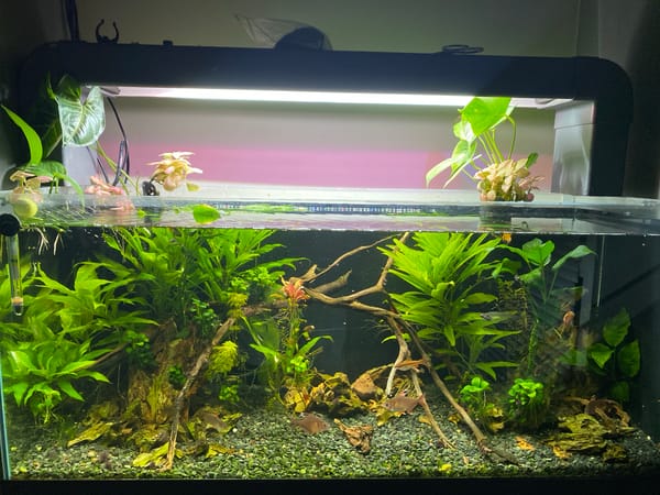Established freshwater aquarium observed in Veliko Tarnovo, Bulgaria
