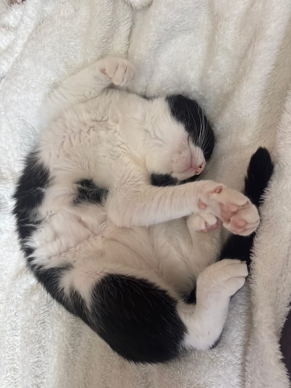 Kitten sleeps curled up on blanket in Ramat Gan