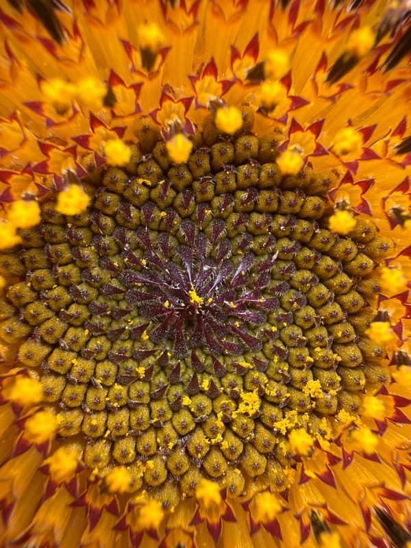 Summer garden in Gulyantsi: sunflowers, fruit, and fresh harvest