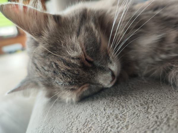 Cat sleeps peacefully on couch in Chaikovsky, Russia