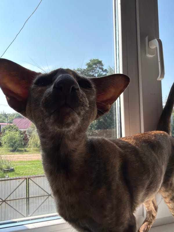 Cats on windowsills and a slow summer day in Chaikovsky