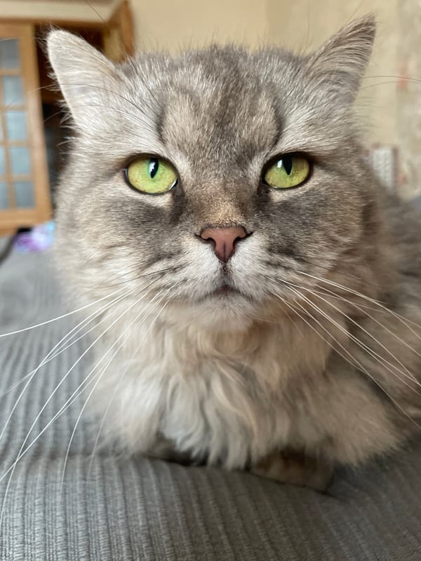 Gray tabby cat photographed in close-up shots in Russia