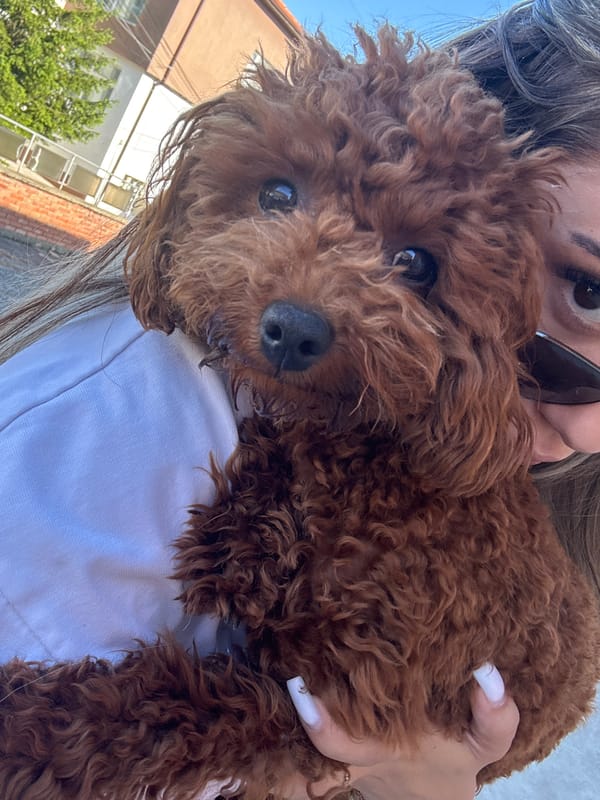 Woman holds brown poodle in Bulgarian village