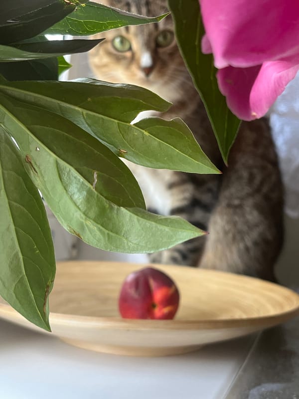 Tabby cat on windowsill with flowers in Izhevsk