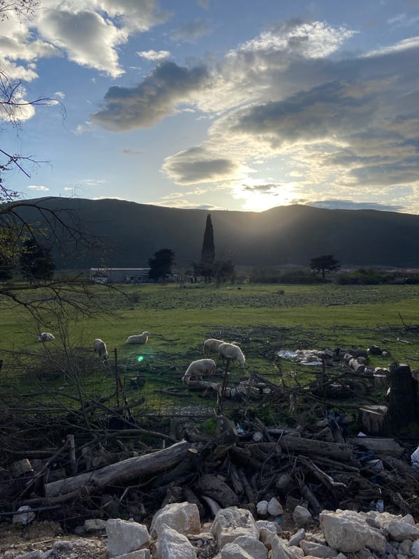 Sheep flocks graze in Montenegro countryside fields