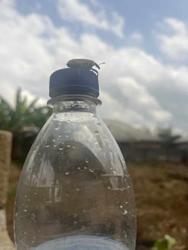 Dog and smartphone moments captured in Ikot Ekpene Nigeria