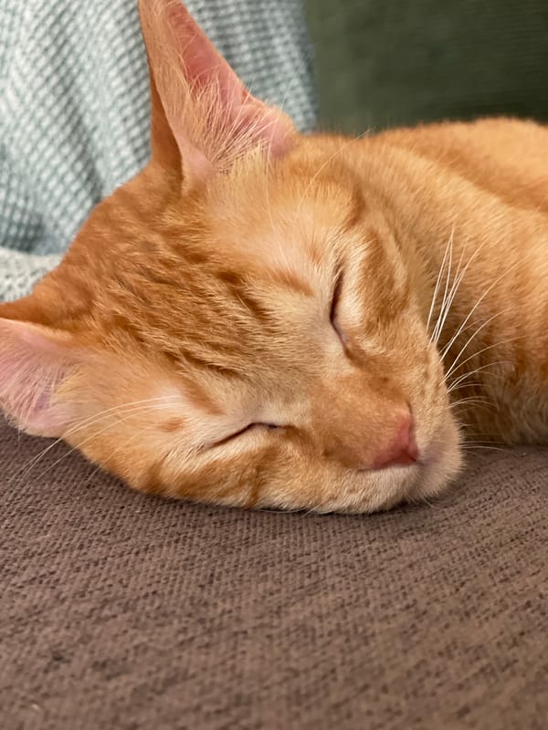Domestic cats documented resting across Denpasar locations Sunday morning