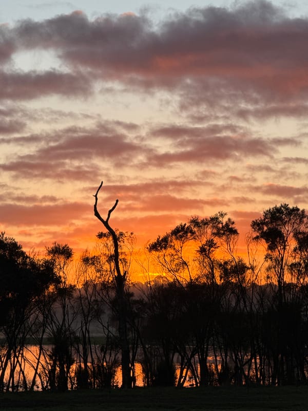 Silhouetted trees and open sky at golden hour