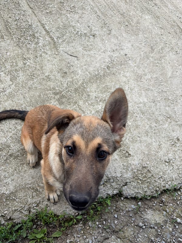 Playful dogs and curious cat in Gabrovo, Bulgaria