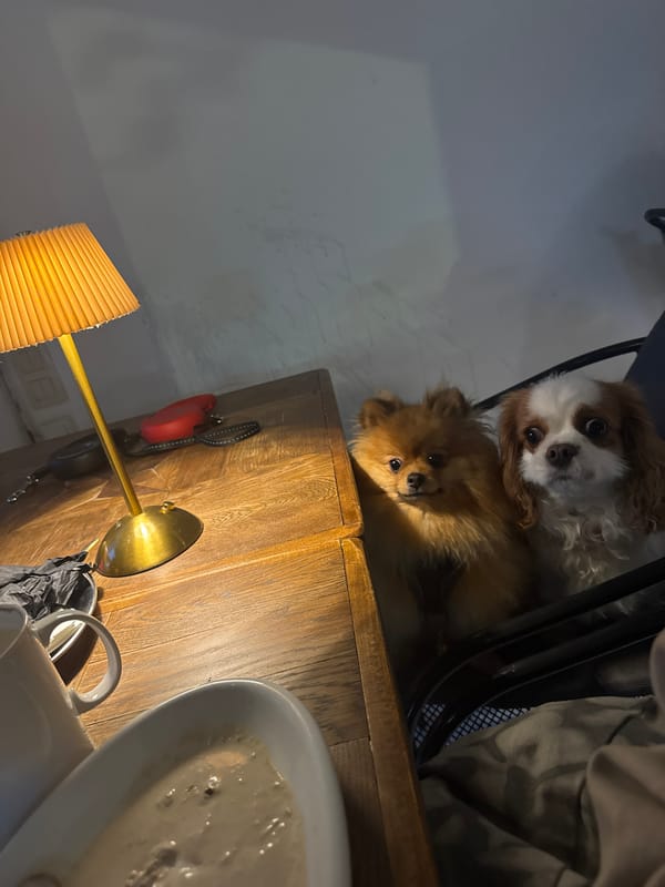 Two small dogs rest in carrier on dresser in Tbilisi
