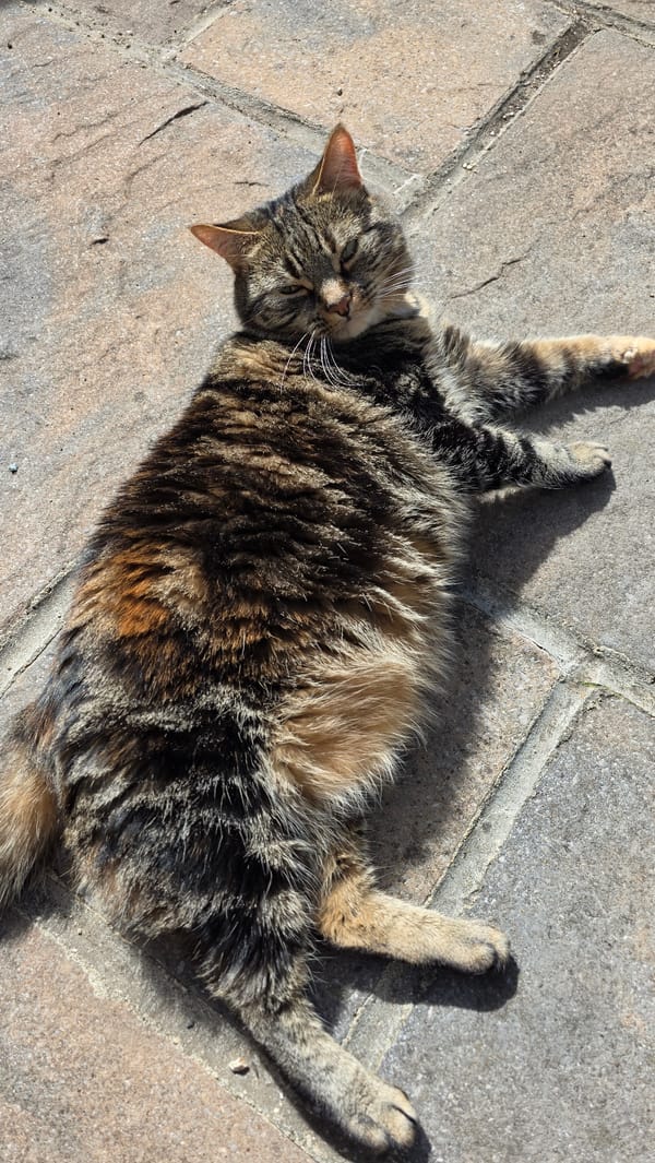 Cat and dachshund share peaceful moment on stone patio