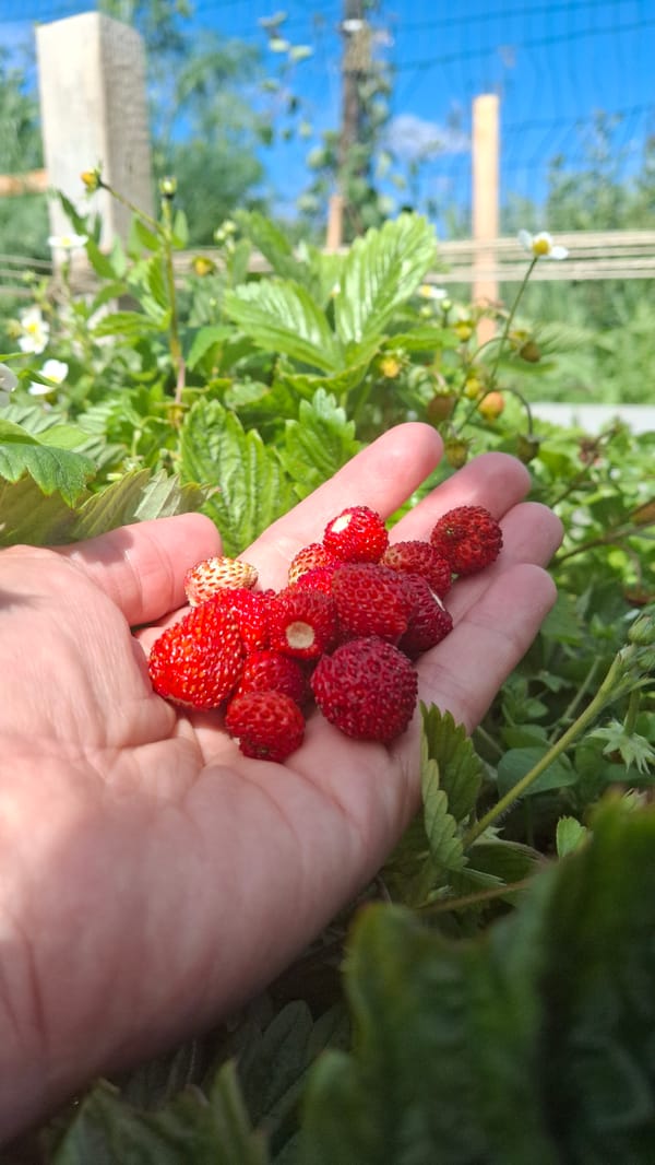 Wild strawberries freshly picked by hand in rural Russia