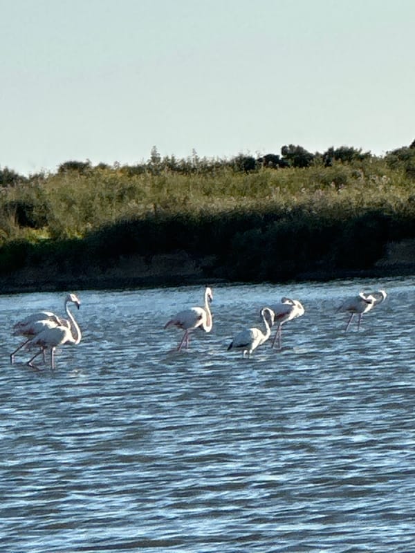 Flamingos spotted in Ria Formosa wetlands near Olhão, Portugal
