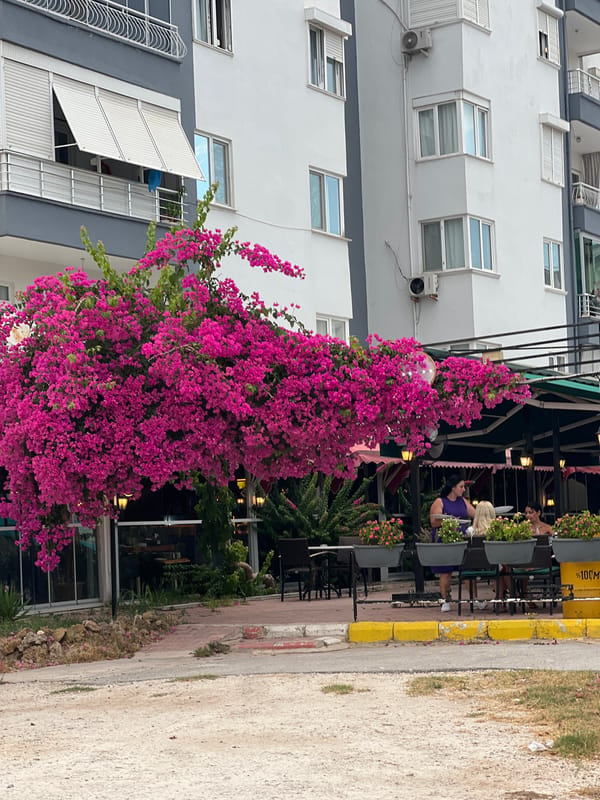 Afternoon stroll through Antalya's streets, flora and city life