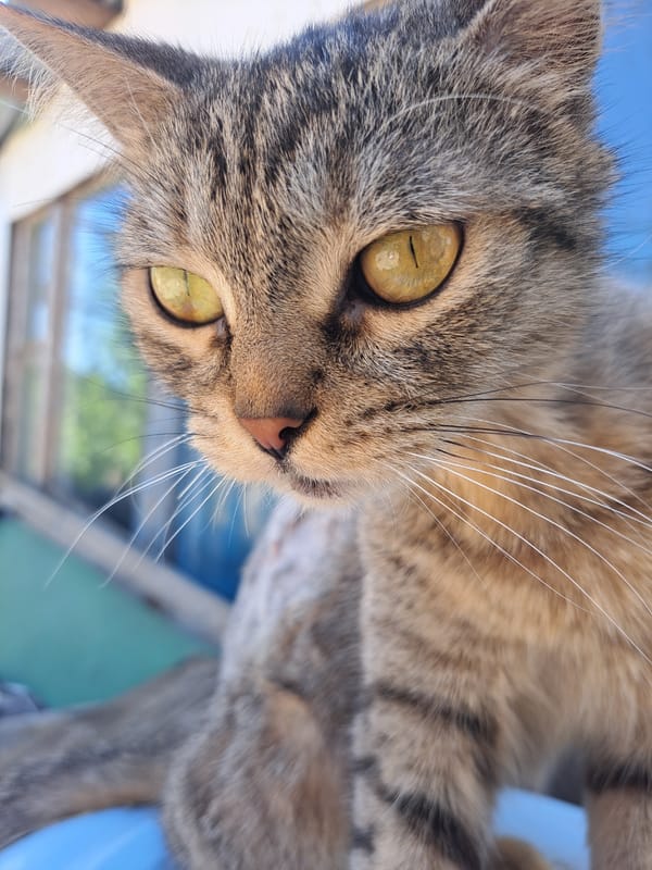 Lazy summer afternoon in Vypasne: cats, flowers, and fruit